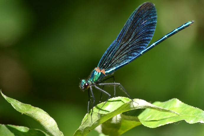 calopteryx ??